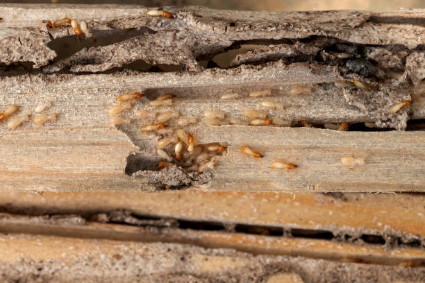Best Emergency Pest Control  in Concordia, NJ